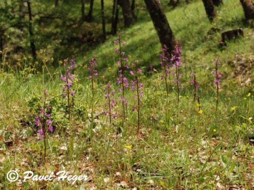 Orchis laxifloriformis